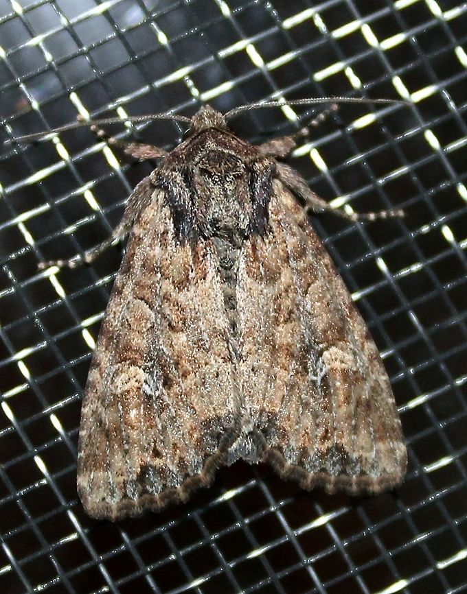 Apamea unanimis  Apamea unanimis,Geotagged,Spring,United States