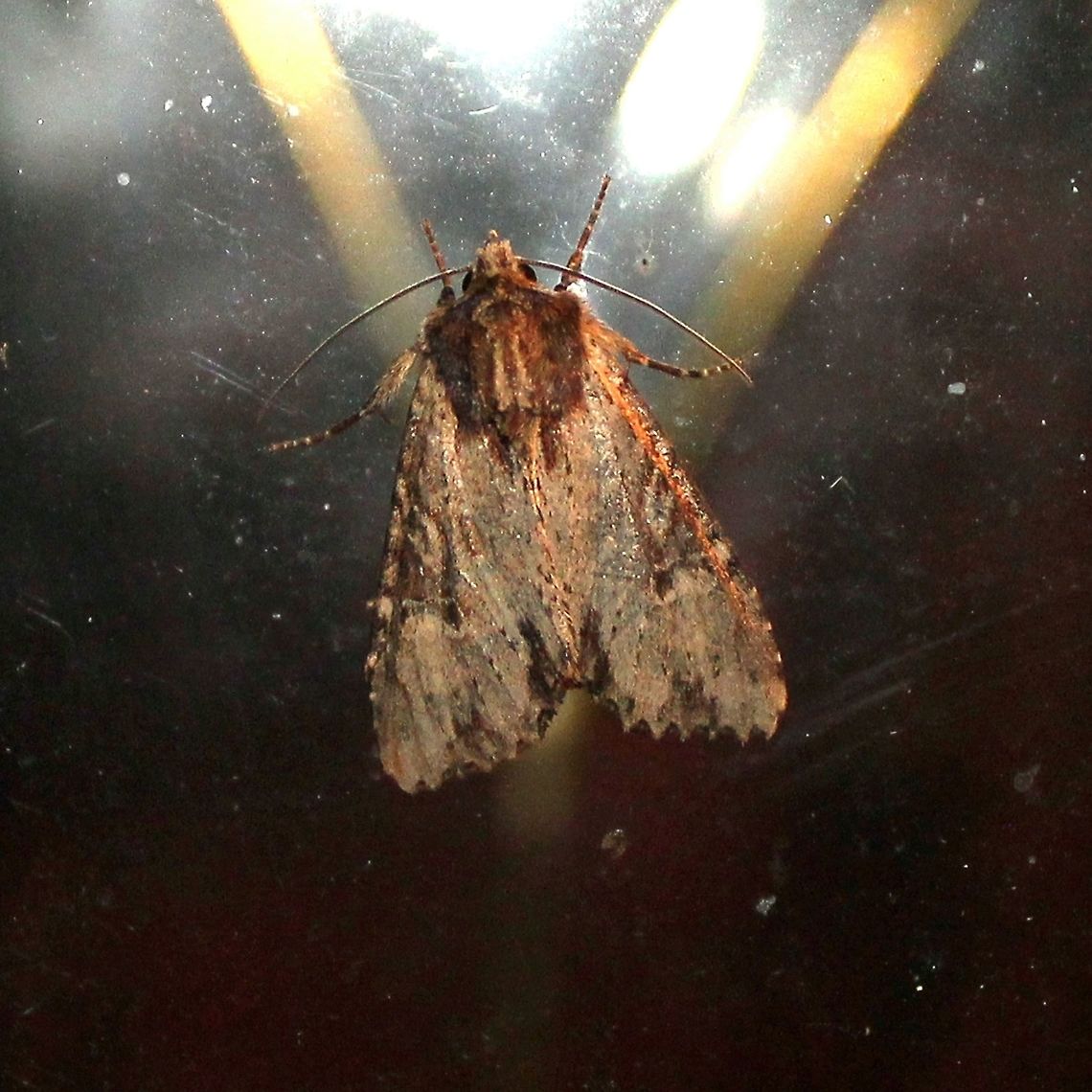 Apamea vultuosa  Apamea vultuosa,Geotagged,Summer,United States