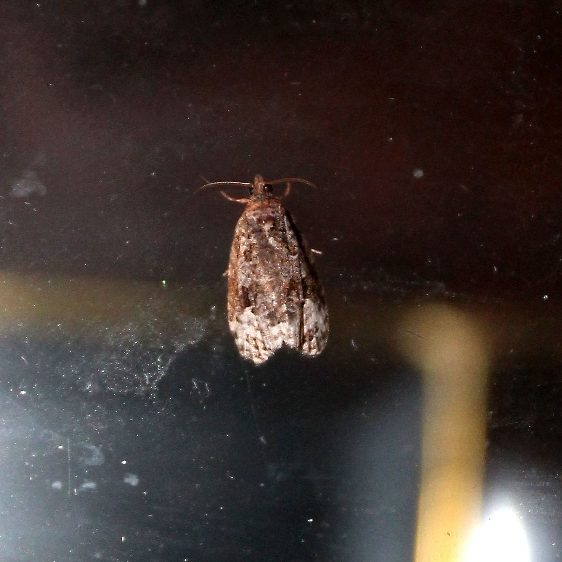 Apotomis capreana  Apotomis capreana,Geotagged,Summer,United States