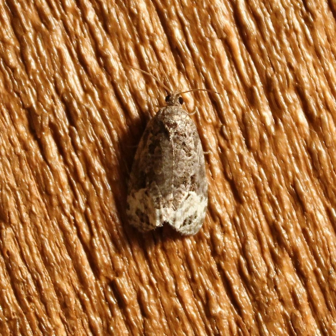 Apotomis capreana  Apotomis capreana,Geotagged,Summer,United States