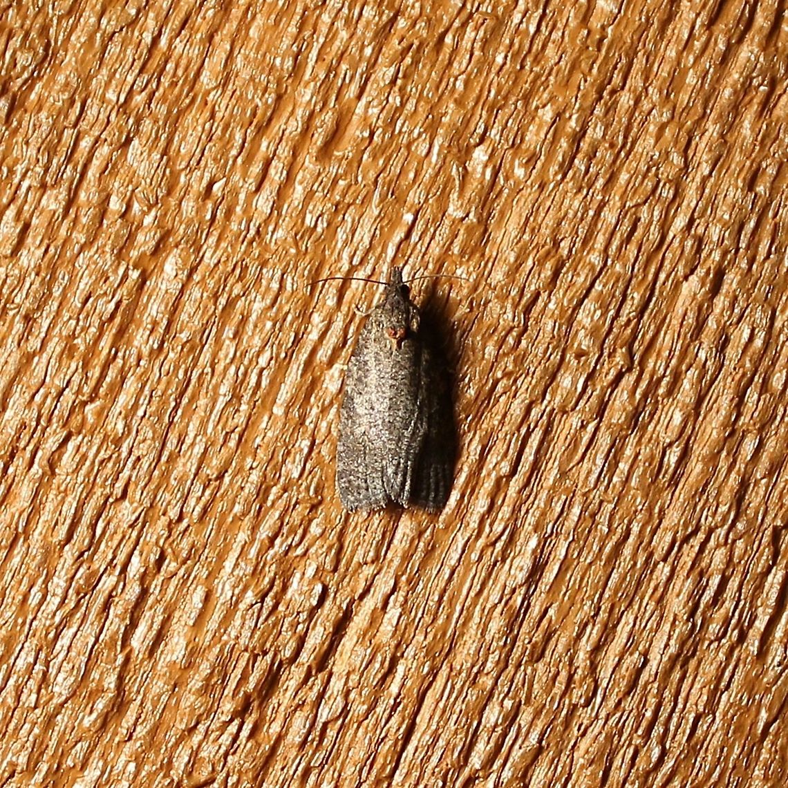 Apotomis deceptana  Apotomis deceptana,Deceptive Apotomis,Geotagged,Summer,United States