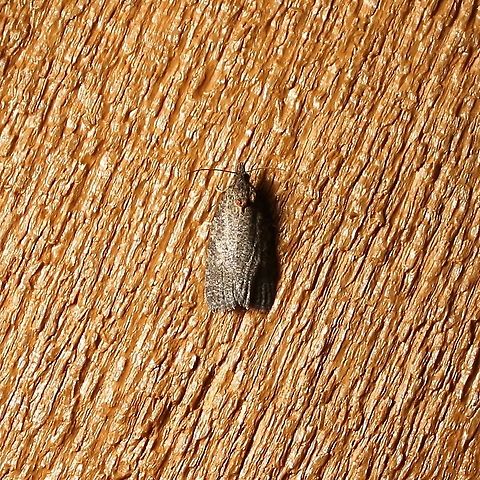 Apotomis deceptana  Apotomis deceptana,Deceptive Apotomis,Geotagged,Summer,United States