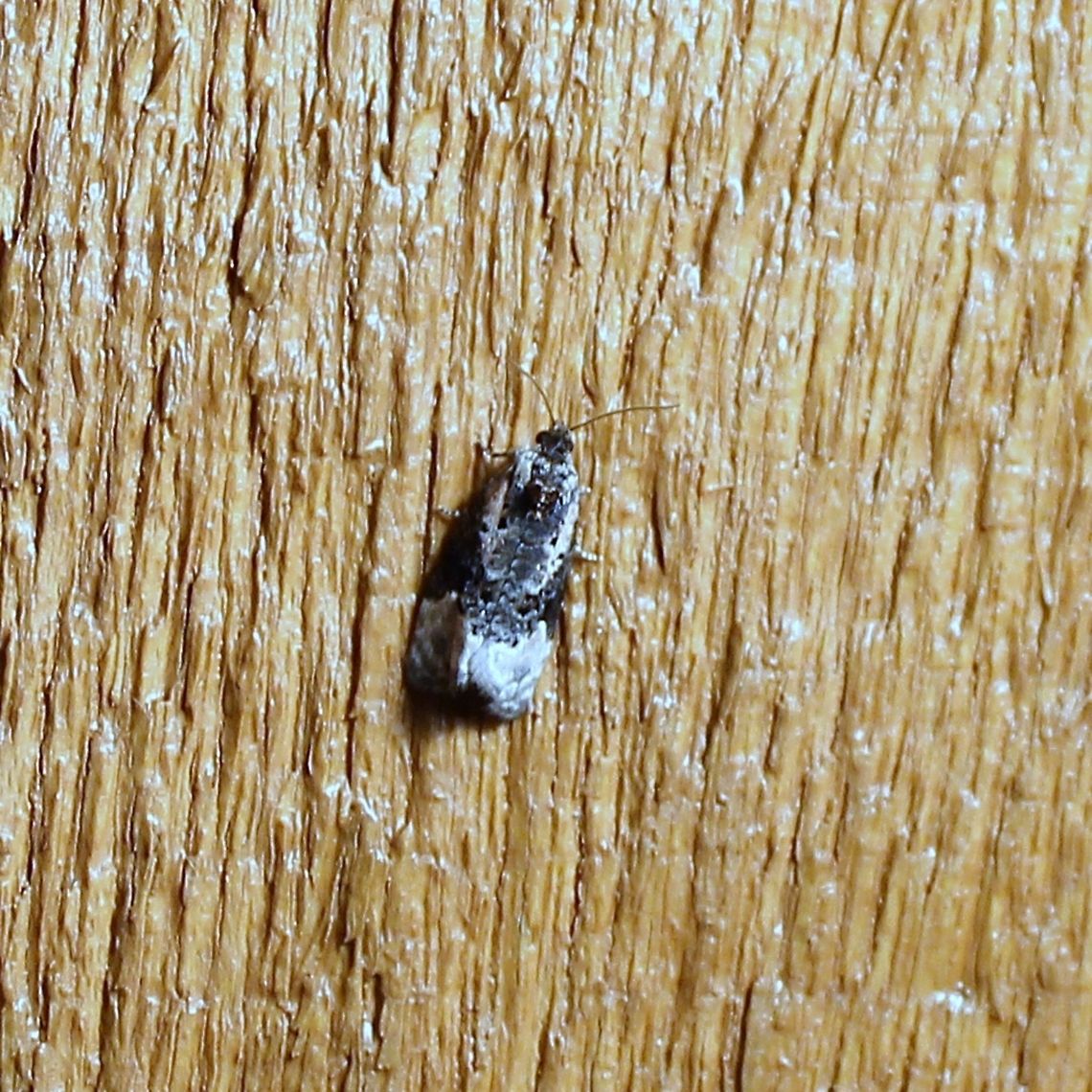 Apotomis funerea  Apotomis funerea,Funereal Apotomis,Geotagged,Spring,United States