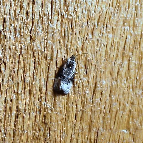 Apotomis funerea  Apotomis funerea,Funereal Apotomis,Geotagged,Spring,United States