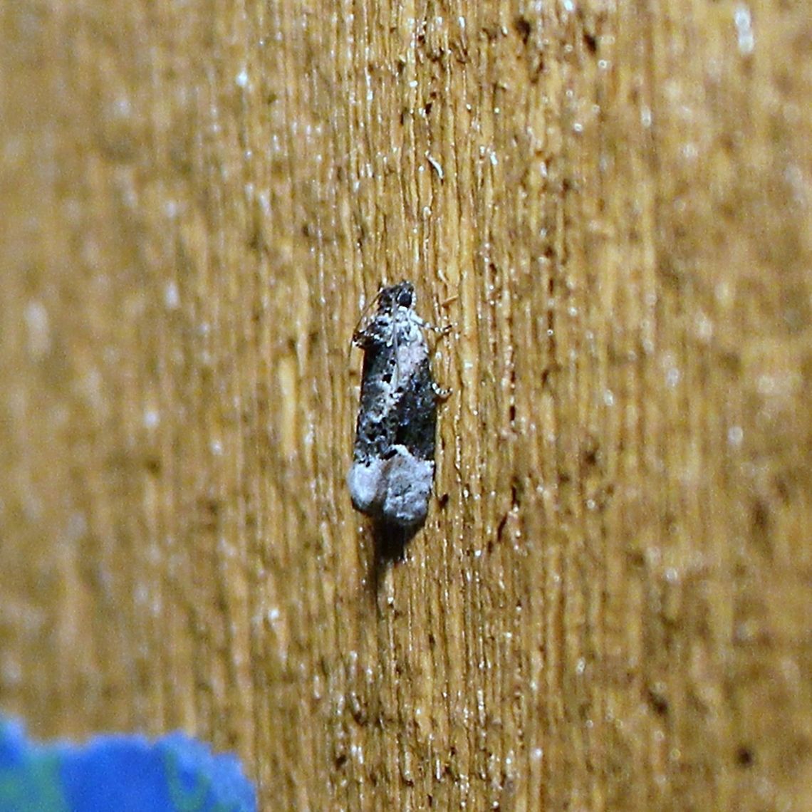 Apotomis funerea  Apotomis funerea,Funereal Apotomis,Geotagged,Spring,United States