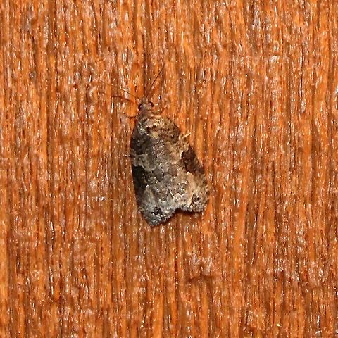 Apotomis infida  Apotomis infida,Geotagged,Spring,United States
