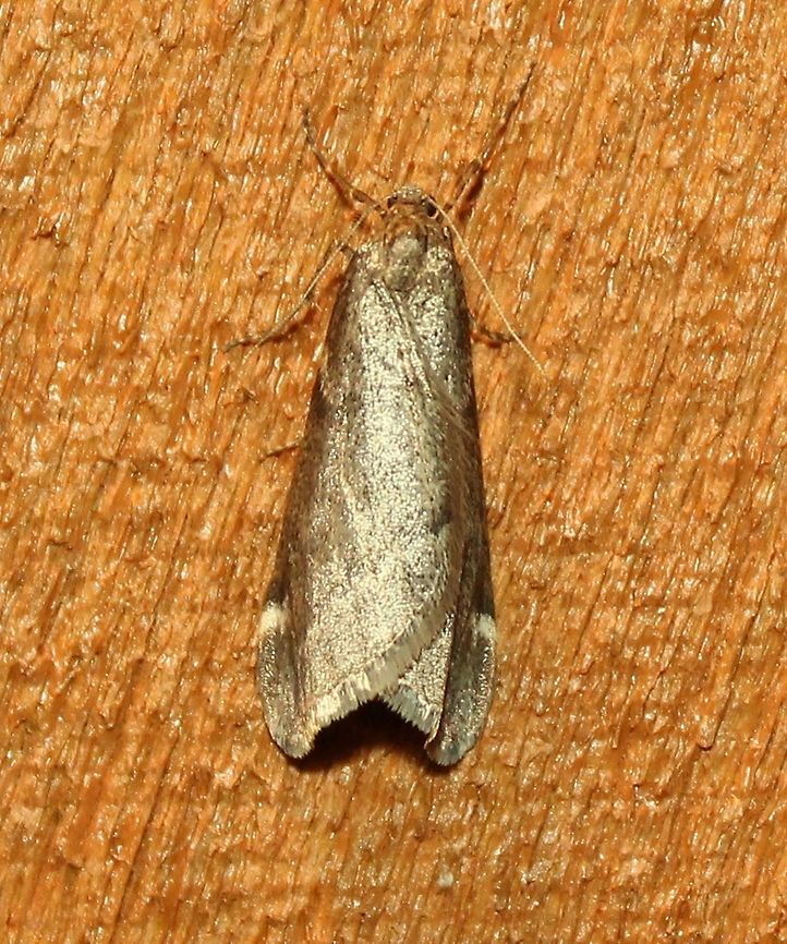 Alsophila pometaria  Alsophila pometaria,Fall,Geotagged,United States