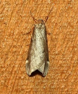 Alsophila pometaria  Alsophila pometaria,Fall,Geotagged,United States