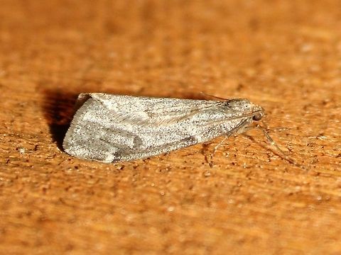 Alsophila pometaria  Alsophila pometaria,Fall,Geotagged,United States