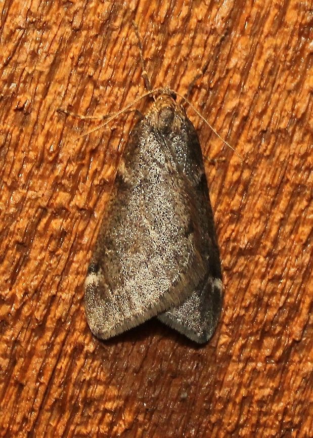 Alsophila pometaria  Alsophila pometaria,Fall,Geotagged,United States