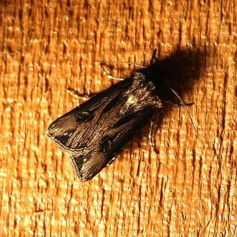 Agrotis venerabilis  Agrotis venerabilis,Geotagged,Summer,United States