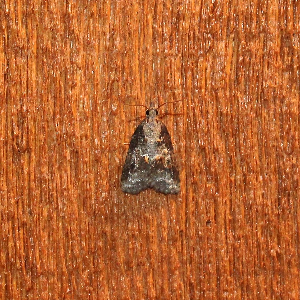 Platynota exasperatana  Geotagged,Lepidoptera,Platynota exasperatana,Summer,Tortricidae,United States,exasperating platynota,insect,moth