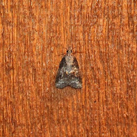 Platynota exasperatana  Geotagged,Lepidoptera,Platynota exasperatana,Summer,Tortricidae,United States,exasperating platynota,insect,moth