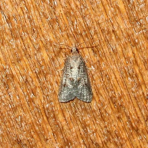 Platynota idaeusalis  Geotagged,Lepidoptera,Platynota,Platynota idaeusalis,Sparganothini,Summer,Tortricidae,Tortricinae,Tufted Apple Bud Moth,United States,insect,moth