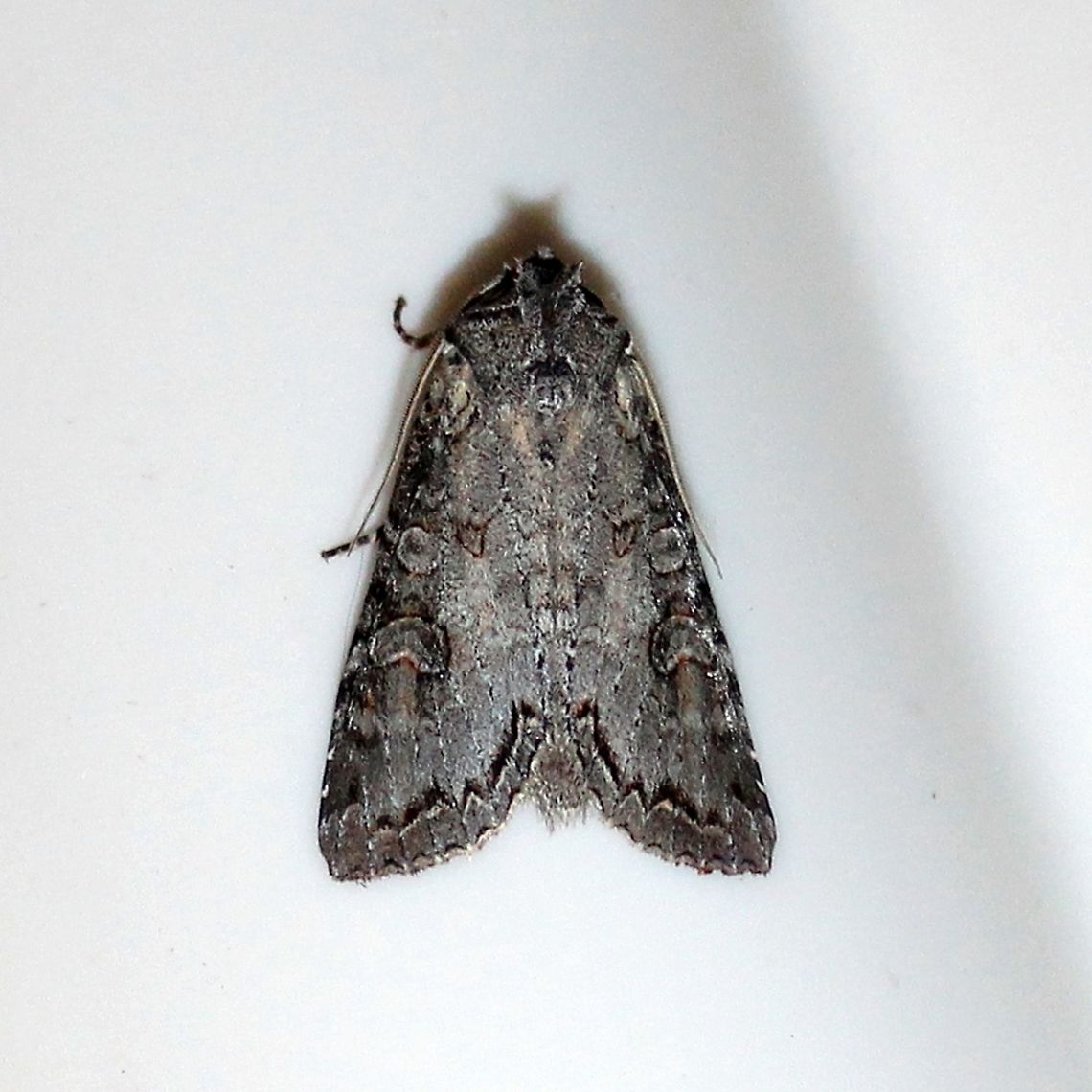 Polia purpurissata  Geotagged,Lepidoptera,Noctuidae,Polia purpurissata,Purple arch,Summer,United States,insect,moth