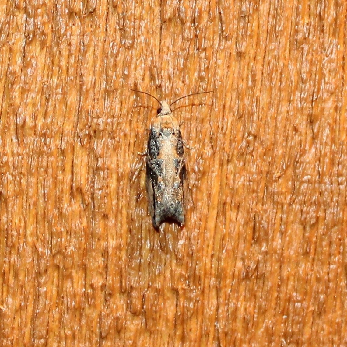 Proteoteras crescentana  Geotagged,Northern Boxelder Twig Borer Moth,Proteoteras crescentana,Summer,United States