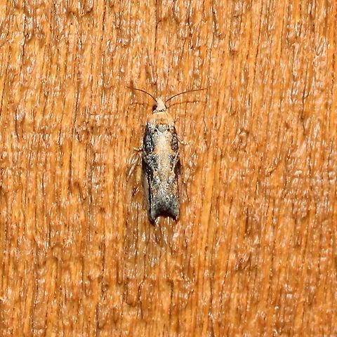 Proteoteras crescentana  Geotagged,Northern Boxelder Twig Borer Moth,Proteoteras crescentana,Summer,United States