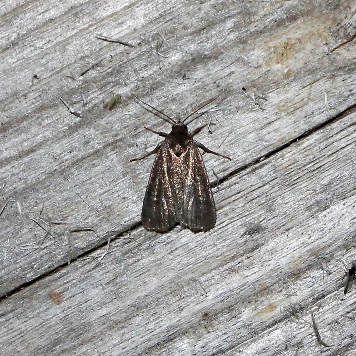 Proxenus miranda  Geotagged,Proxenus miranda,Summer,United States