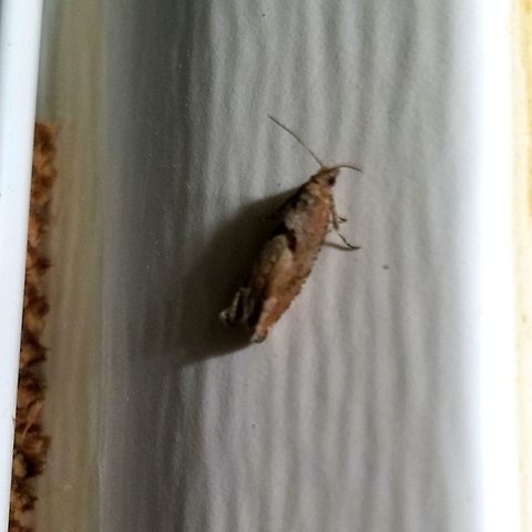 Pseudexentera sepia Matches the photos at https://bugguide.net/node/view/108527 Geotagged,Pseudexentera sepia,Spring,United States,moth