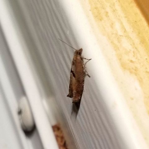 Pseudexentera sepia Matches the photos at https://bugguide.net/node/view/108527 Geotagged,Pseudexentera sepia,Spring,United States,moth