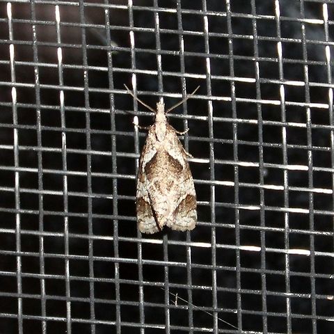 Phtheochroa riscana Looks similar to many of the photos of this species at https://bugguide.net/node/view/133509 Geotagged,Phtheochroa,Phtheochroa riscana,Summer,United States,moth