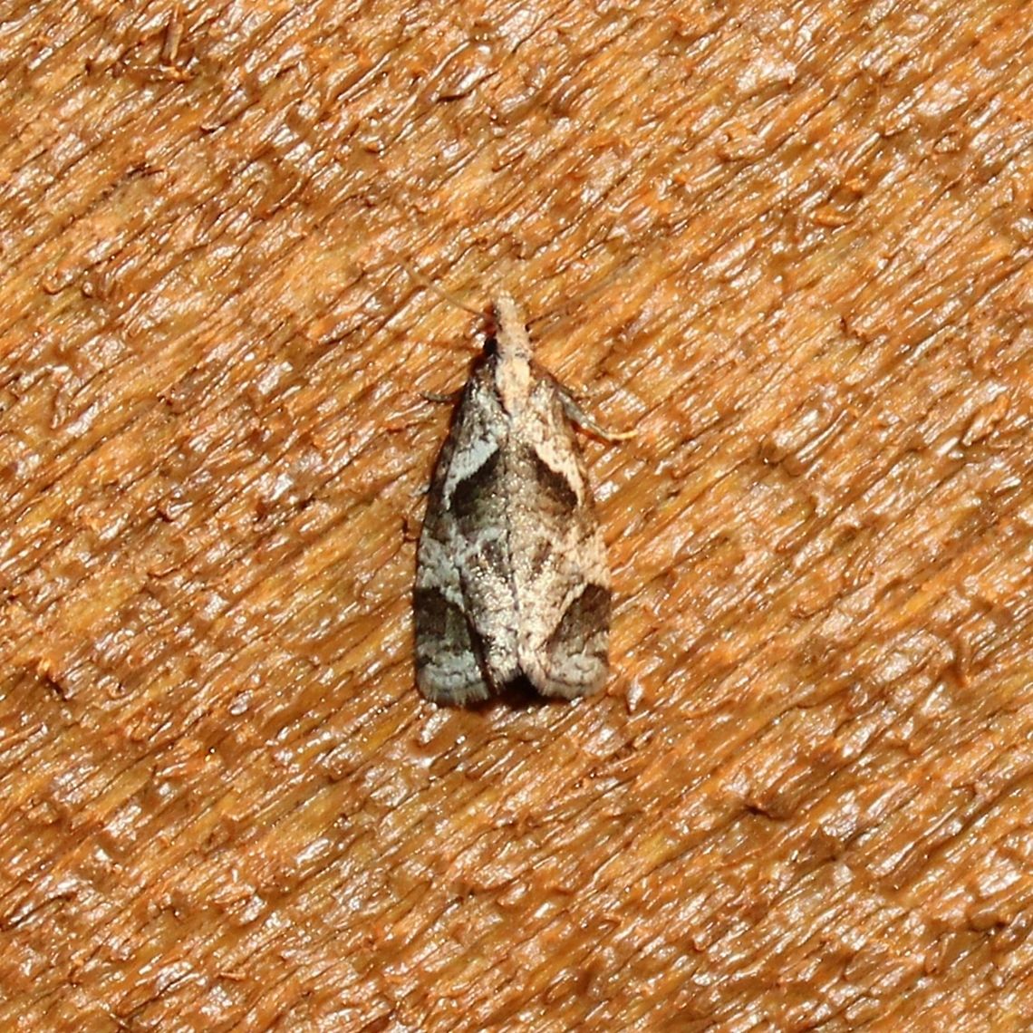 Phtheochroa riscana Looks similar to many of the photos of this species at <a href="https://bugguide.net/node/view/133509" rel="nofollow">https://bugguide.net/node/view/133509</a> Geotagged,Phtheochroa,Phtheochroa riscana,Summer,United States,moth