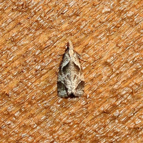 Phtheochroa riscana Looks similar to many of the photos of this species at https://bugguide.net/node/view/133509 Geotagged,Phtheochroa,Phtheochroa riscana,Summer,United States,moth