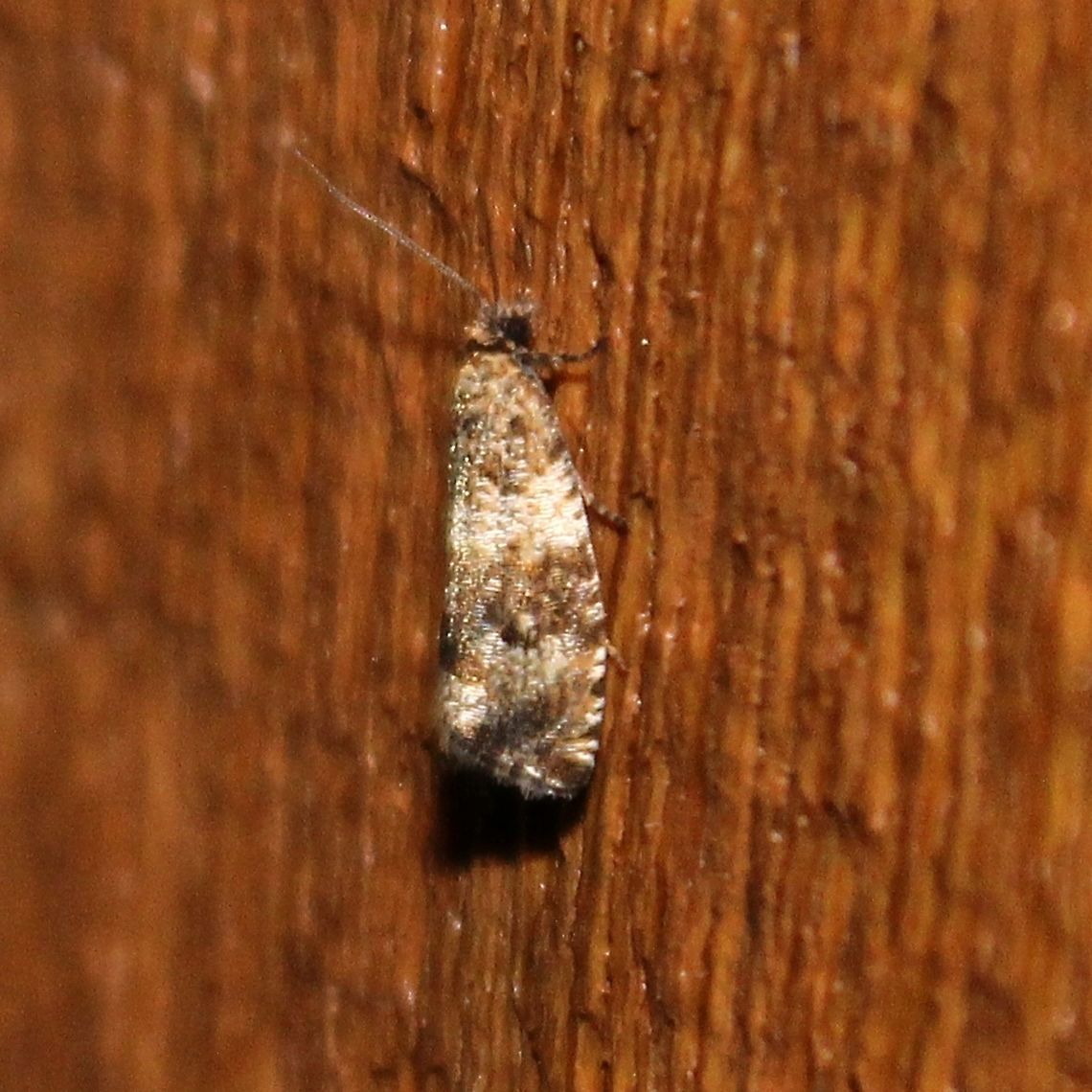 Celypha cespitana Celypha cespitana (?) attracted to an incandesccent porch light. Celypha cespitana,Geotagged,Summer,United States