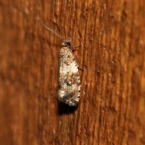 Celypha cespitana Celypha cespitana (?) attracted to an incandesccent porch light. Celypha cespitana,Geotagged,Summer,United States