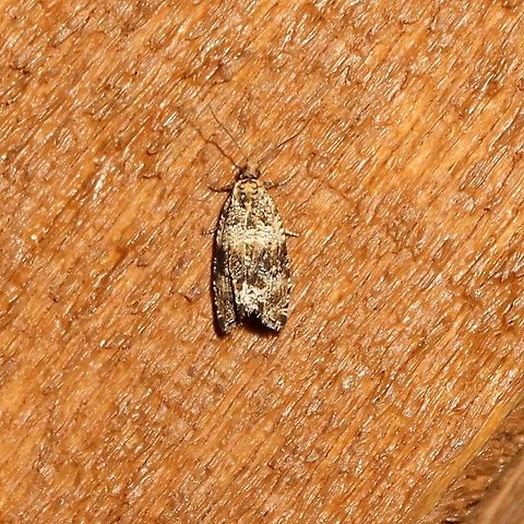 Celypha cespitana Celypha cespitana (?) attracted to an incandesccent porch light. Celypha cespitana,Geotagged,Summer,United States