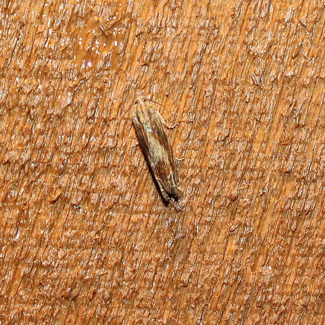 Gnorimoschema (?) Looks like Gnorimoschema gallaesolidaginis the Goldenrod Elliptical Gall Moth. Geotagged,Gnorimoschema,Gnorimoschema gallaesolidaginis,Spring,United States,goldenrod moth,moth