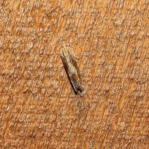 Gnorimoschema (?) Looks like Gnorimoschema gallaesolidaginis the Goldenrod Elliptical Gall Moth. Geotagged,Gnorimoschema,Gnorimoschema gallaesolidaginis,Spring,United States,goldenrod moth,moth