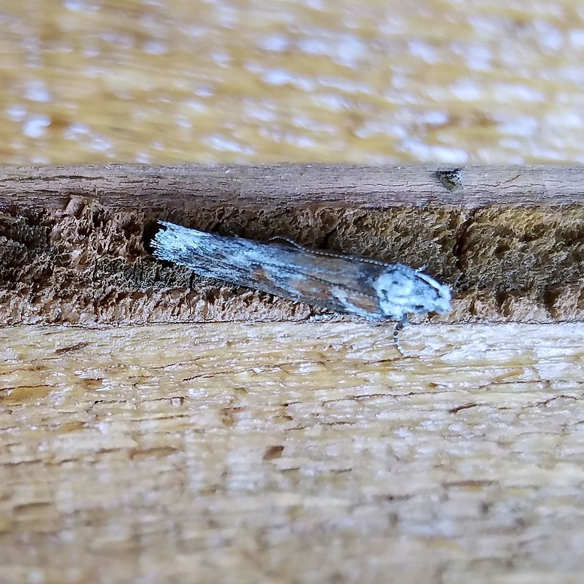 Gnorimoschema (?) Looks like Gnorimoschema septentrionella. Geotagged,Gnorimoschema,Gnorimoschema septentrionella,Lepidoptera,Summer,United States,moth