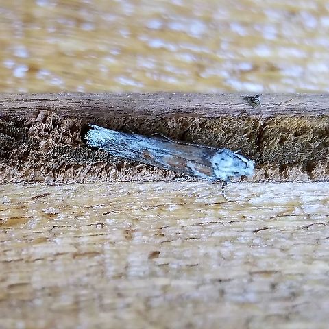 Gnorimoschema (?) Looks like Gnorimoschema septentrionella. Geotagged,Gnorimoschema,Gnorimoschema septentrionella,Lepidoptera,Summer,United States,moth