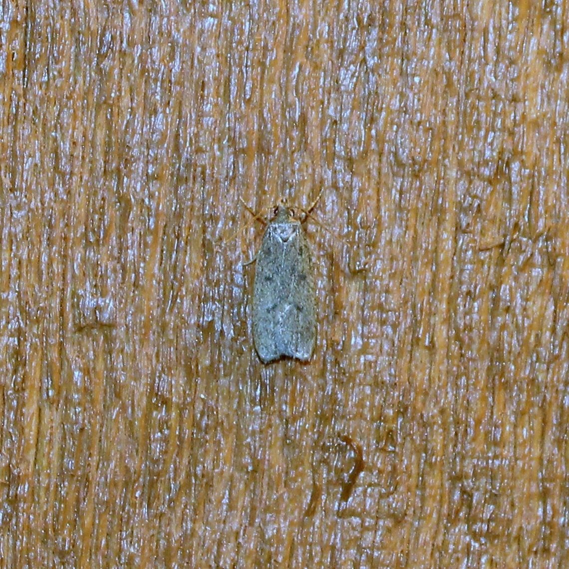 Glyphidocera (?) Looks like Glyphidocera septentrionella. Geotagged,Glyphidocera septentrionella,Summer,United States,moth