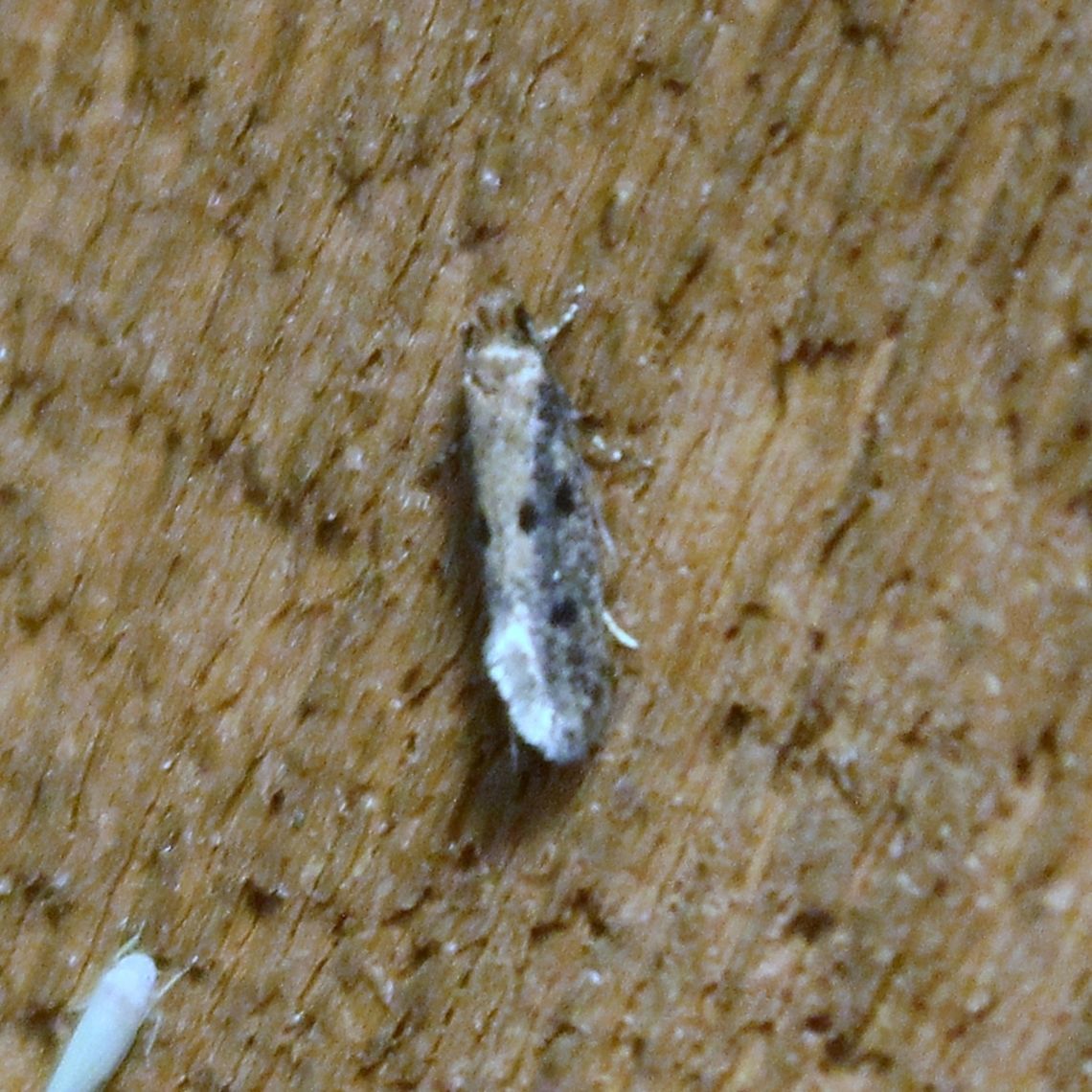 Niditinea sp. Possibly Niditinea orleansella or Niditinea fuscella which are &quot;clothes moths&quot; or &quot;fungus moths&quot; in the family Tineidae. Their larvae feed on dried animal remains such as fur, wool, skin, feathers, feces. Geotagged,Niditinea,Niditinea fuscella,Niditinea orleansella,Summer,Tineidae,United States,clothes moths,fungus moths,insects,moth