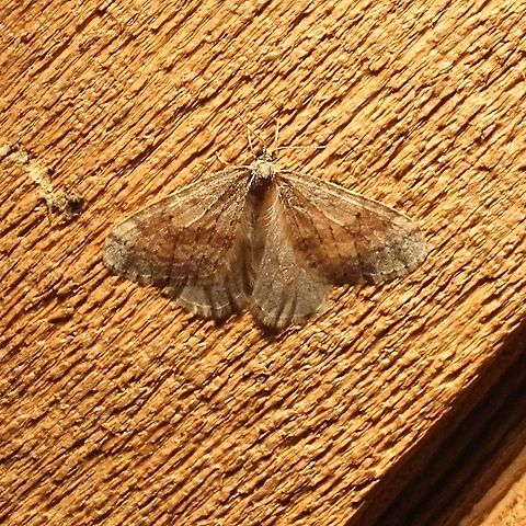 Operophtera bruceata Operophtera bruceata attracted to an incandescent porch light. The daytime high was 45 degrees F and the evening low was 41 degrees F. Bruce spanworm,Operophtera bruceata