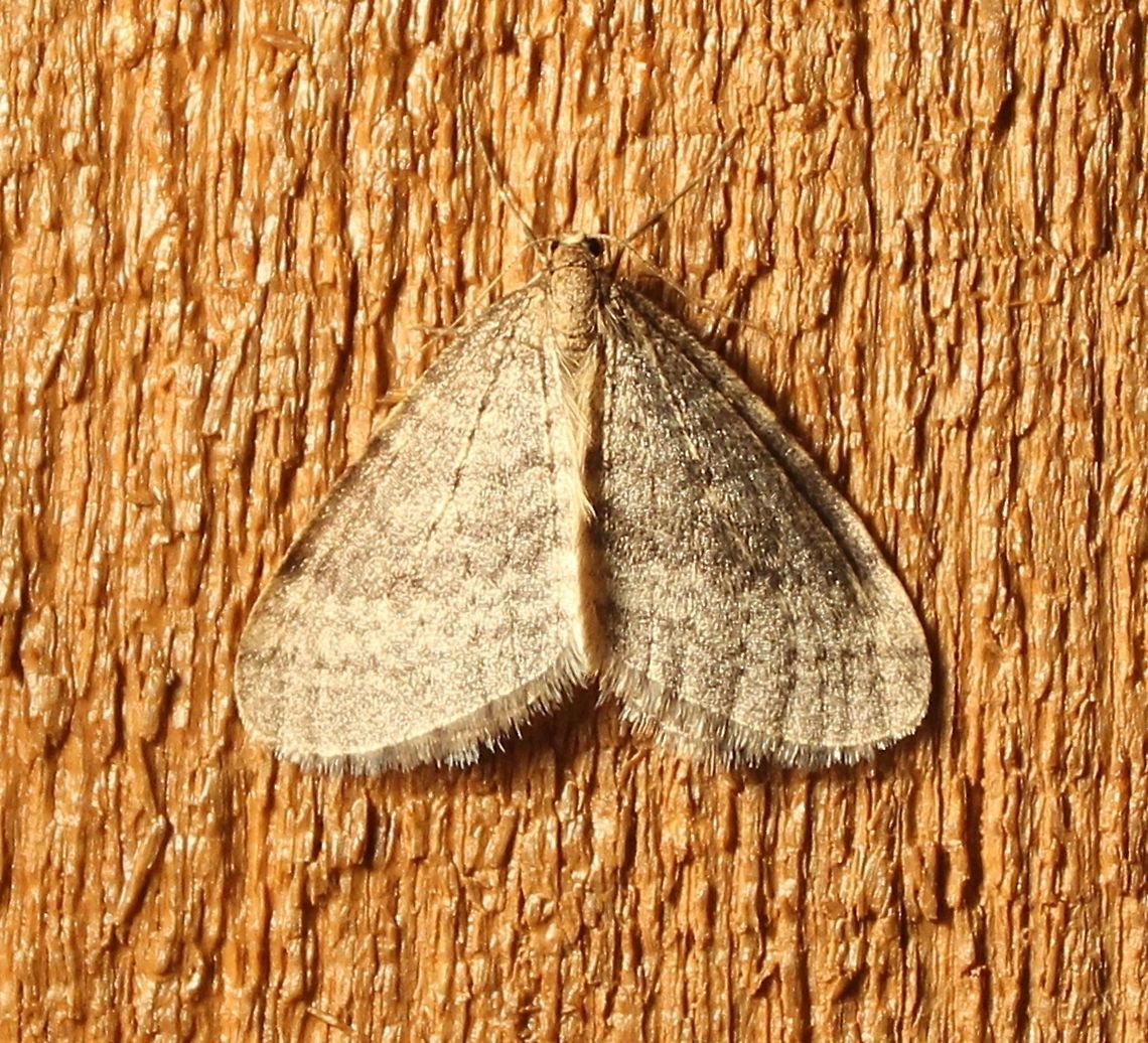Operophtera bruceata Operophtera bruceata attracted to an incandescent porch light. The daytime high was 45 degrees F and the evening low was 41 degrees F. Bruce spanworm,Operophtera bruceata,autumn moths,moth insect
