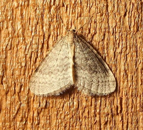 Operophtera bruceata Operophtera bruceata attracted to an incandescent porch light. The daytime high was 45 degrees F and the evening low was 41 degrees F. Bruce spanworm,Operophtera bruceata,autumn moths,moth insect
