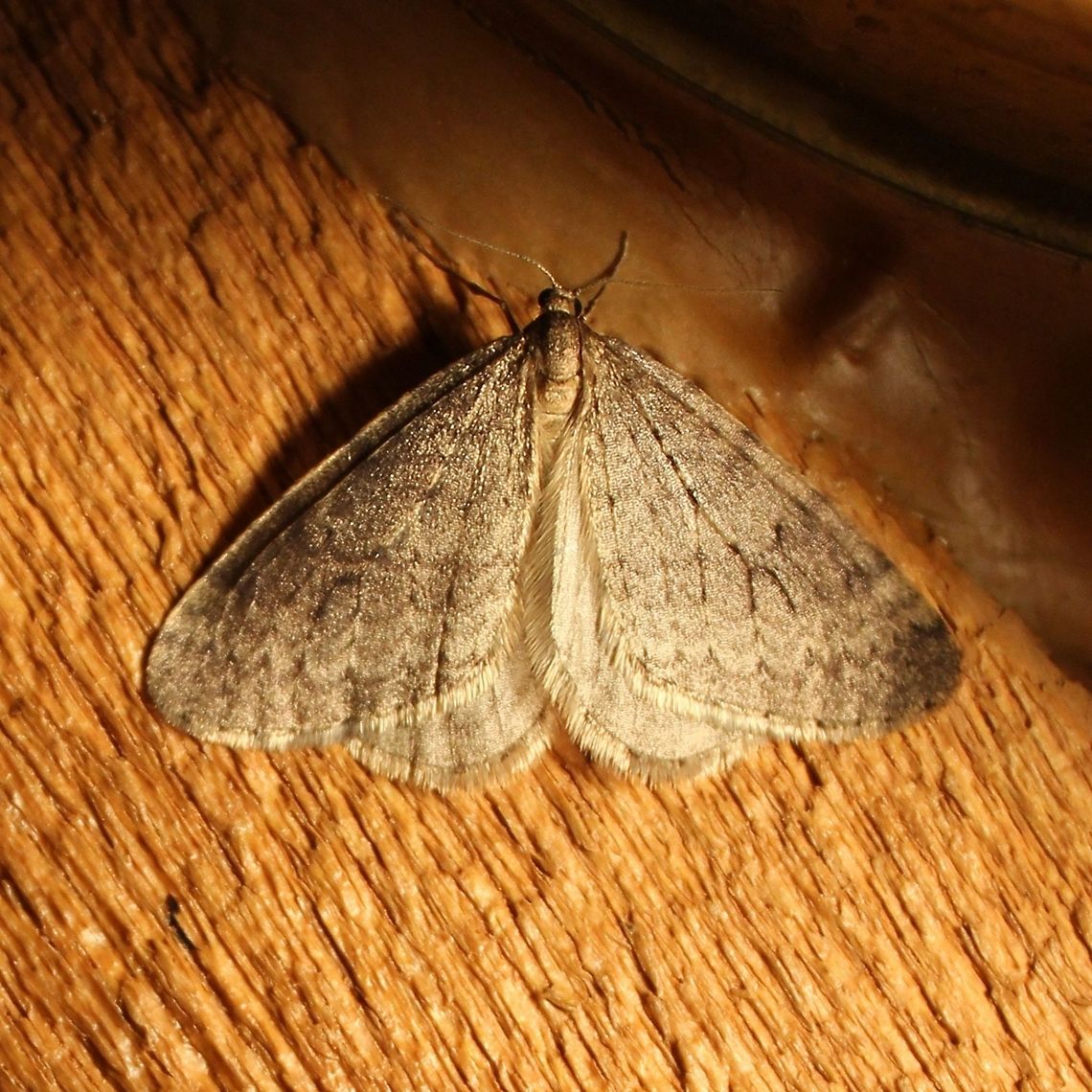 Operophtera bruceata Operophtera bruceata attracted to an incandescent porch light. The daytime high was 43 degrees F and the evening low was 30 degrees F. Bruce spanworm,Operophtera bruceata,autumn moths,insect,moth
