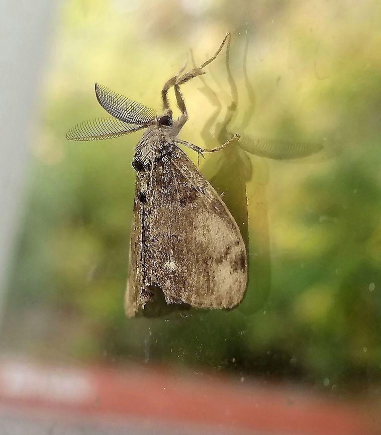 Orgyia leucostigma Orgyia leucostigma resting on a window. Geotagged,Orgyia leucostigma,Summer,United States,White-marked tussock moth,insect,moth