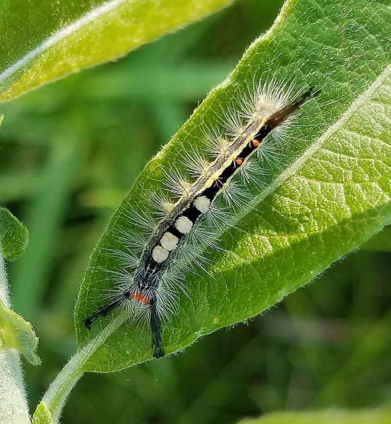 Orgyia leucostigma Orgyia leucostigma larva on a Prairie Willow (Salix humilis). This one and several others were observed feeding on the leaves. Geotagged,Orgyia leucostigma,Prairie Willow,Salix humilis,Summer,United States,White-marked tussock moth,caterpillar,insect,moth