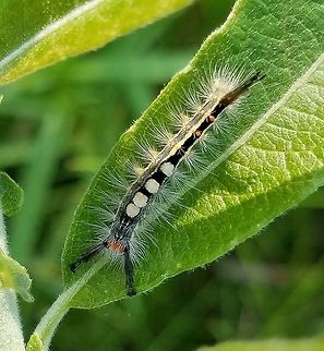 Orgyia leucostigma Orgyia leucostigma larva on a Prairie Willow (Salix humilis). This one and several others were observed feeding on the leaves. Geotagged,Orgyia leucostigma,Prairie Willow,Salix humilis,Summer,United States,White-marked tussock moth,caterpillar,insect,moth