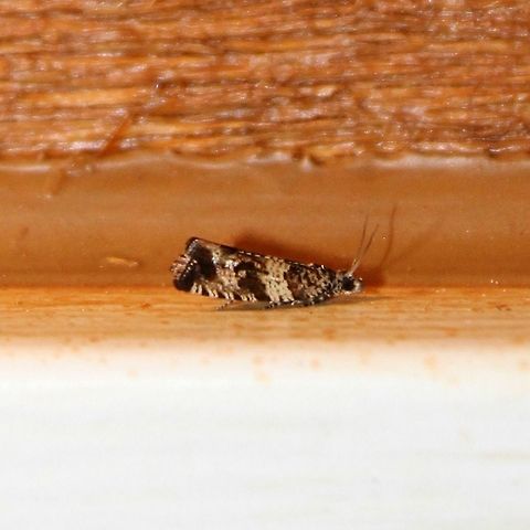 Orthotaenia undulana Orthotaenia campestrana might be more correct but Bug Guide uses Orthotaenia undulana for this moth while Moth Photographers Group uses the same name but with the provision that the North American and European species should probably be split. Geotagged,Orthotaenia campestrana,Orthotaenia undulana,Summer,United States,insect,moth