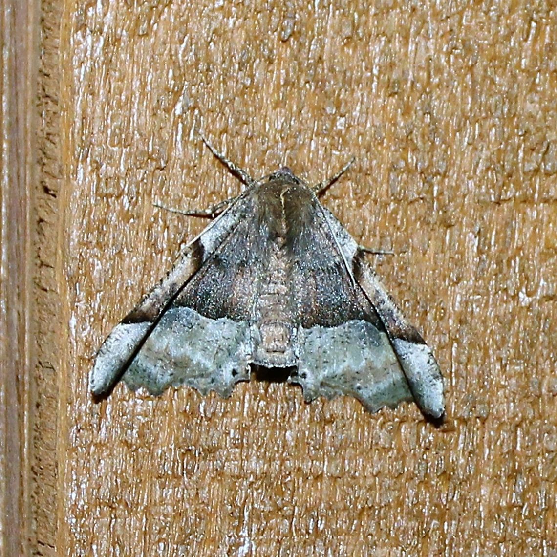 Pero morrisonaria  Geotagged,Morrisons pero,Pero morrisonaria,Spring,United States