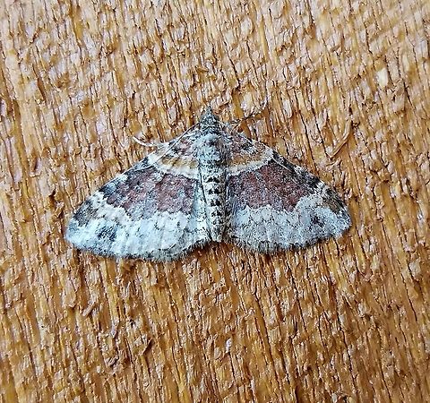 Xanthorhoe ferrugata  Dark-barred twin-spot carpet,Geotagged,Summer,United States,Xanthorhoe ferrugata,geometridae,moth