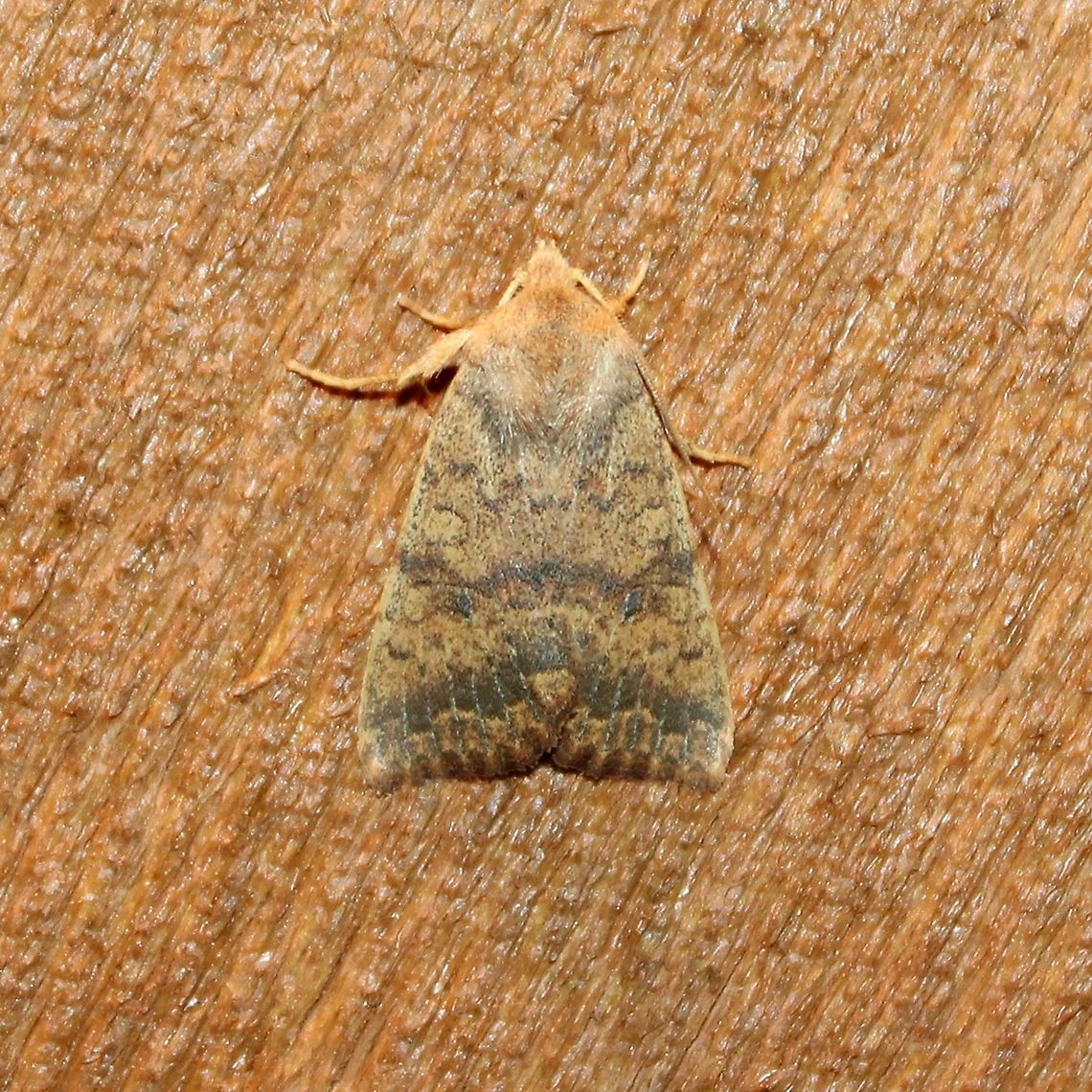 Agrochola bicolorago  Agrochola bicolorago,Shield-backed Cutworm,Sunira bicolorago,insect,moth