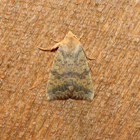 Agrochola bicolorago  Agrochola bicolorago,Shield-backed Cutworm,Sunira bicolorago,insect,moth