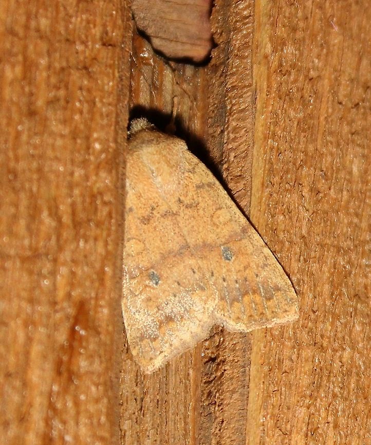 Agrochola bicolorago  Agrochola bicolorago,Shield-backed Cutworm,Sunira bicolorago,insect,moth