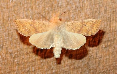 Agrochola bicolorago  Agrochola bicolorago,Shield-backed Cutworm,Sunira bicolorago,insect,moth